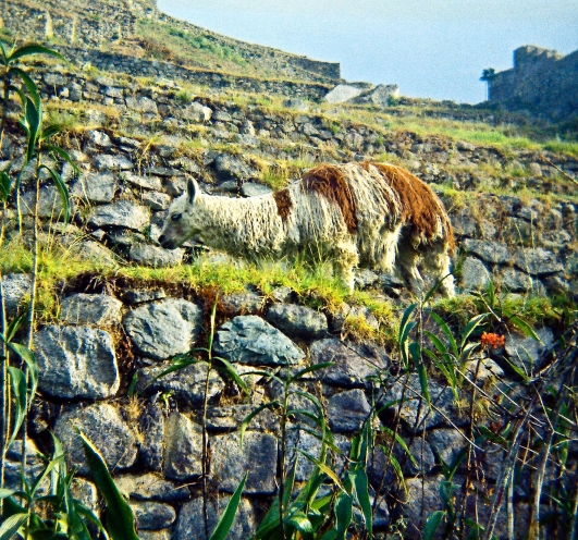 Machu Picchu 1974